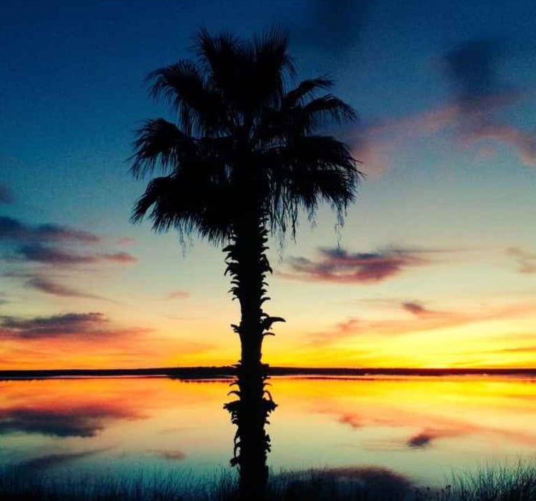 Sunrise colors reflected on a calm lake with a single palm tree silhouetted in the foreground.