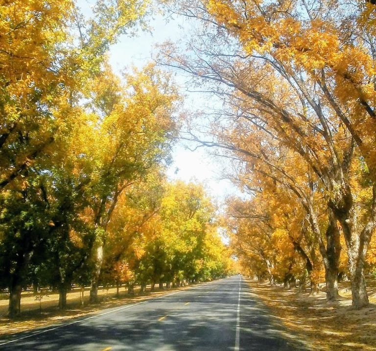 Two-lane road passing under a canopy of trees with fall-colored leaves.