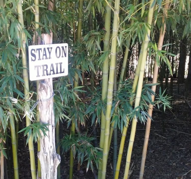 Dense bamboo growth with a sign reading “Stay on Trail.”