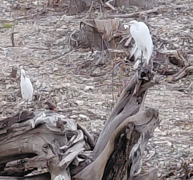 Two birds sitting on driftwood