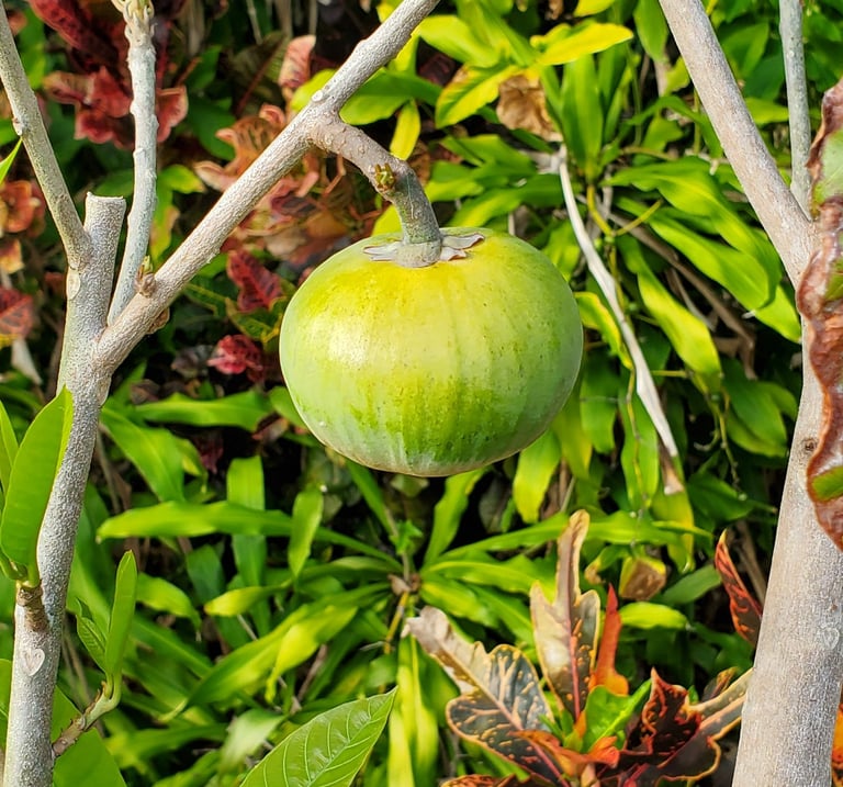 A round green 'Ross Sapote' fruit hanging from a branch in sub-tropical Miami-Dade County.