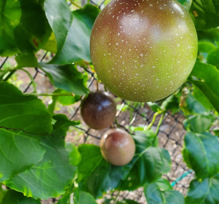 Fresh purple passion fruit ripening on a green leafy vine at Luro Grove, Miami.