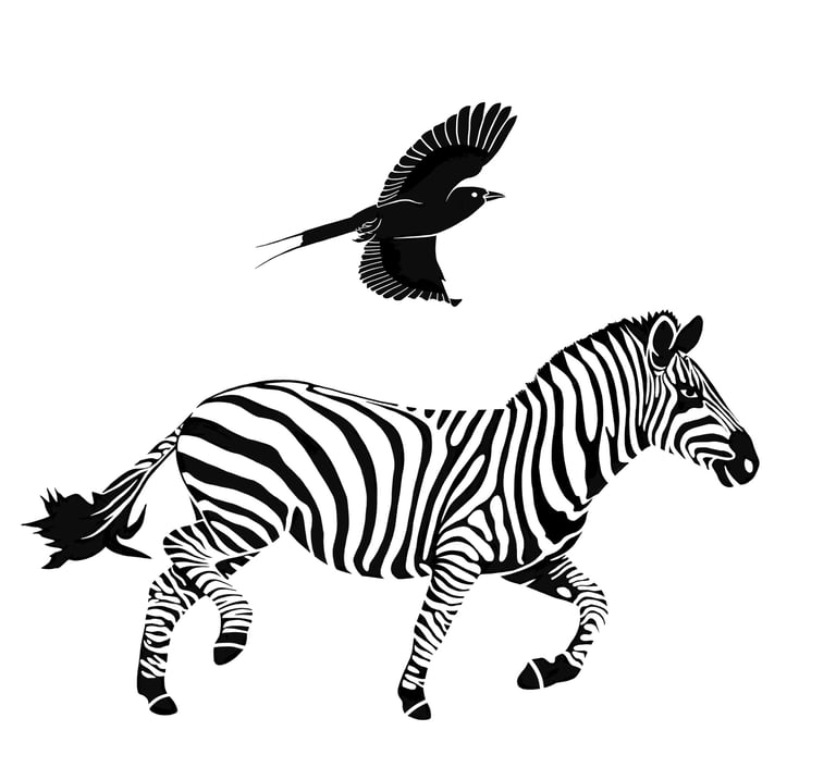Zebra illustration