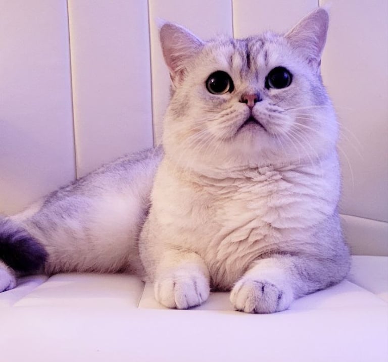 Best Luxury Kittens www.prettybrity.com