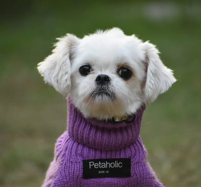 pet-boarding-service-near-me-gurgaon