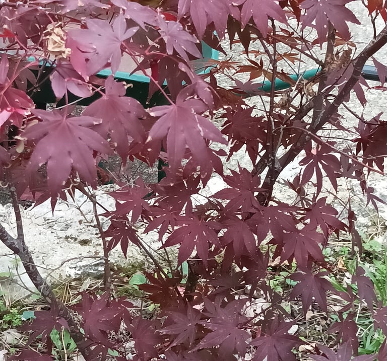 Our miniature Acer tree