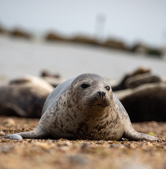 harbour seal