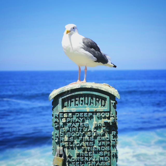 seagull
