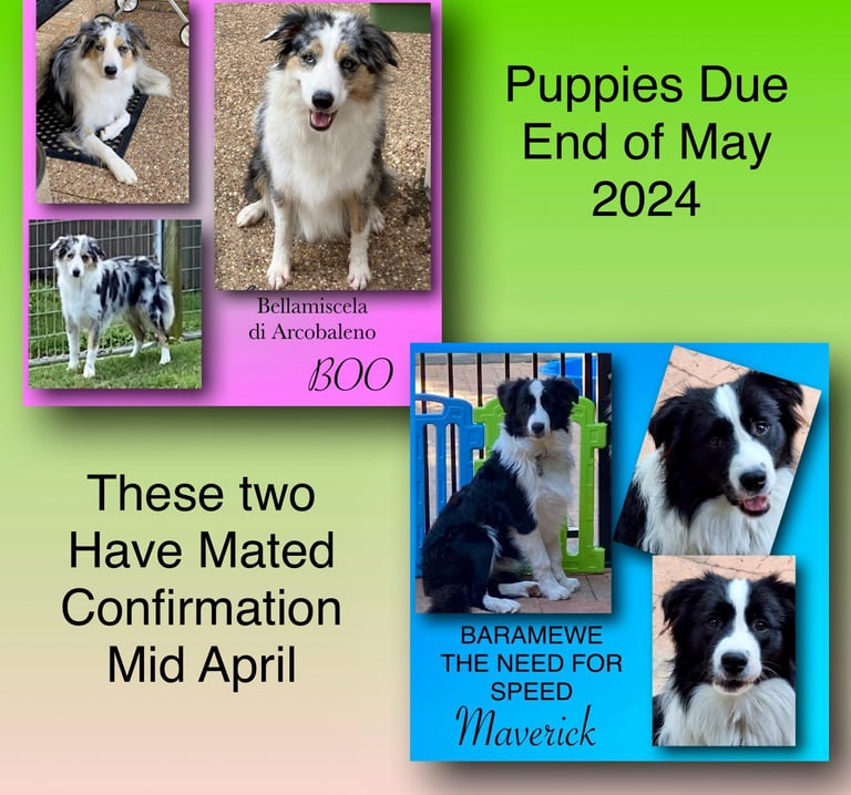 2024 Pure bred border collies puppies 