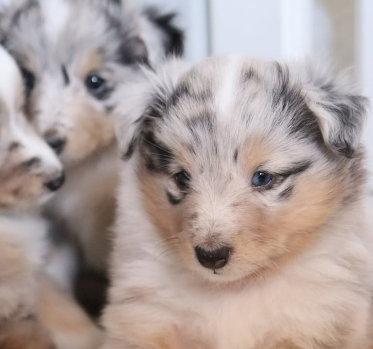 Pastor de las islas de shetland, cachorros de pastor de las islas de shetland