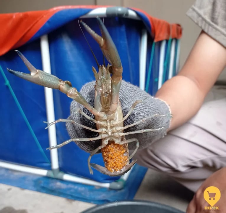 Lobster indukan air tawar