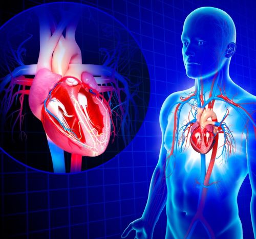Anatomical illustration of the human cardiovascular system showing a detailed cross-section of the heart.