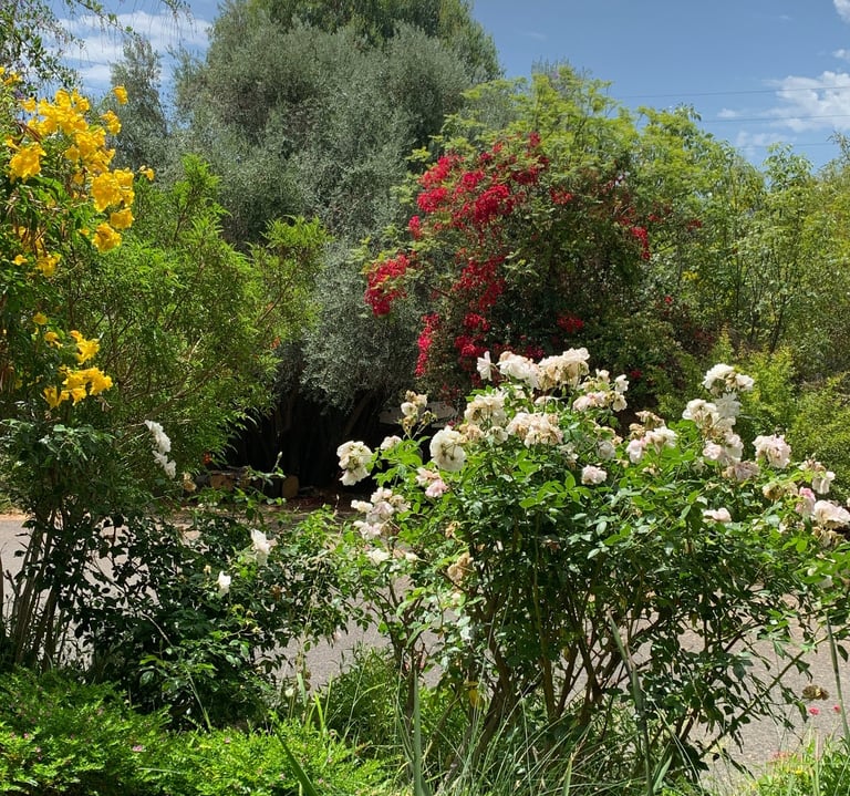 Garden landscape in Fallbrook, California