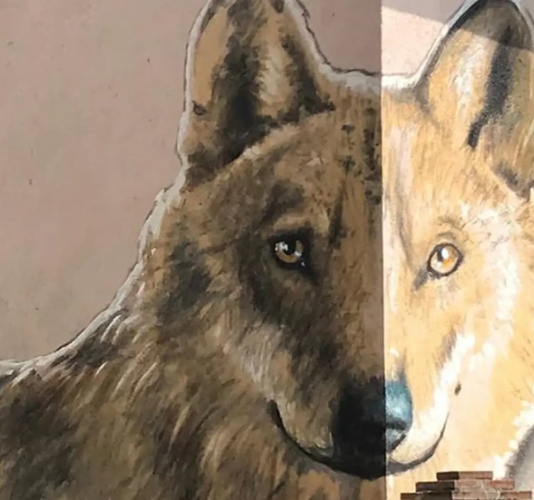 Murales del lupo di braccano il paese dei murales che si trova accanto a Matelica