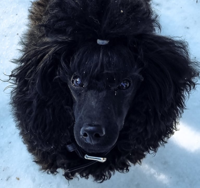Caniche toy noir dans la neige