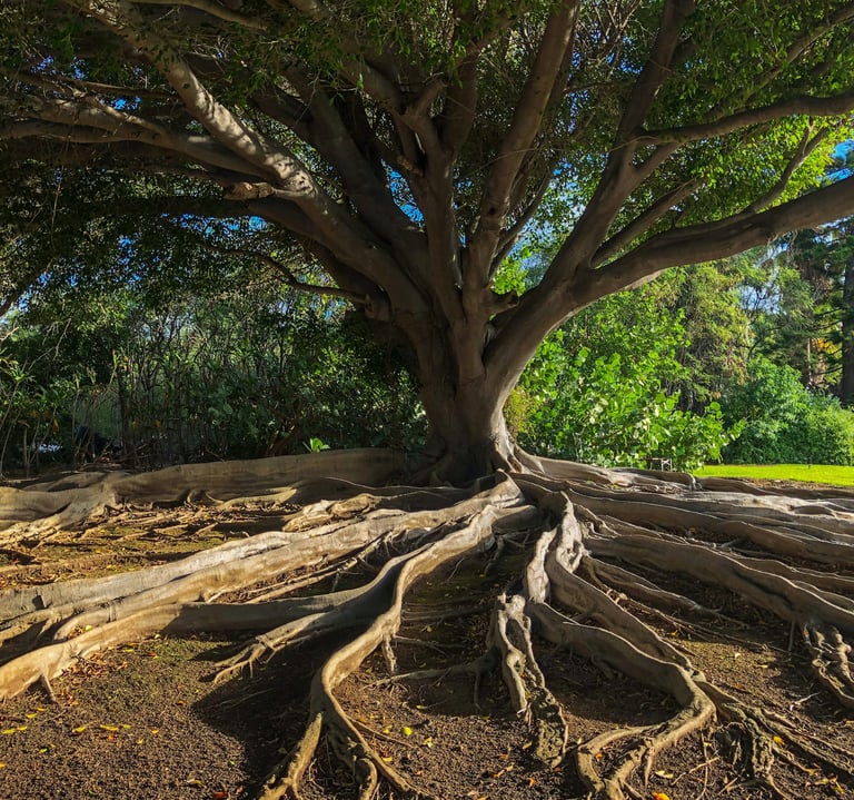 Image rappelant l'Arbre de Vie, référence au bien-être, à l'ancrage, et au développement personnel