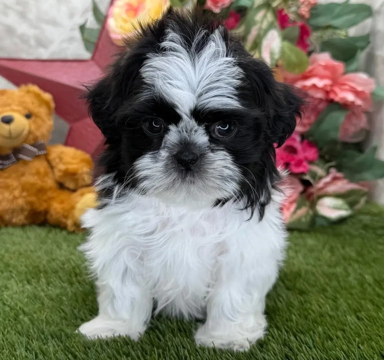 Shih Tzu puppies for sale