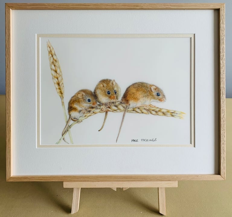Harvest mice