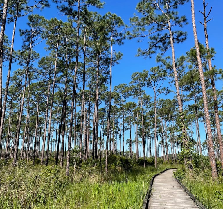 a wooden boardwalk with a wooden boardwalk in the foreground