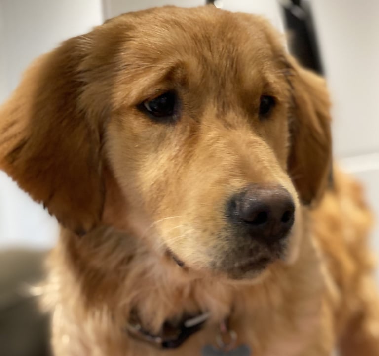 Nala - Our Golden Retriever
