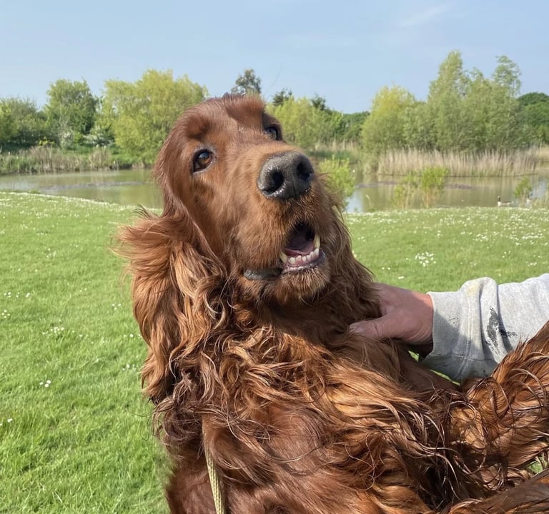 Teddy - Our Irish Setter