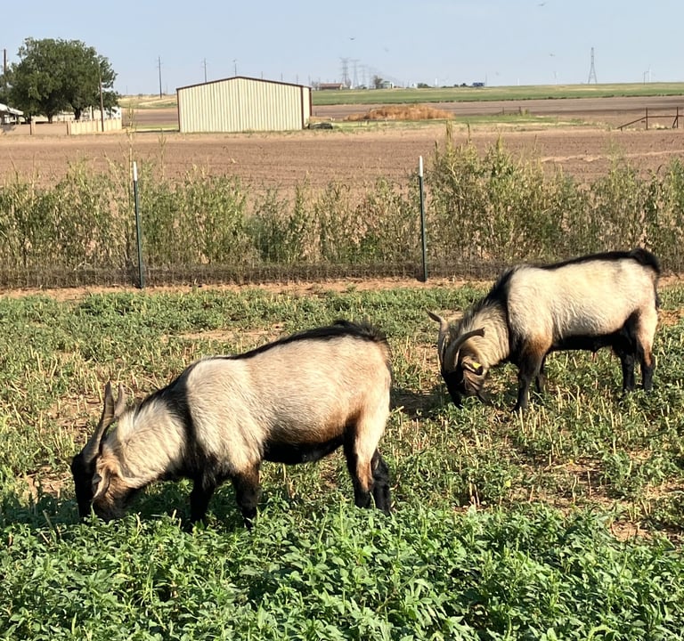Registered Heritage Texas Range Goats - Bucks.