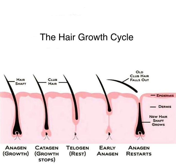 the hair growth cycle diagram hair removal