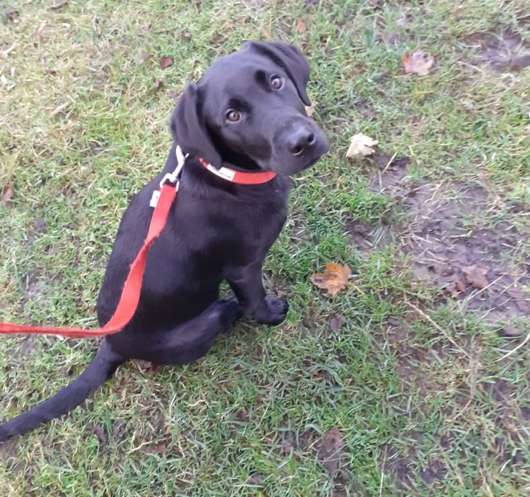 Parker the dog