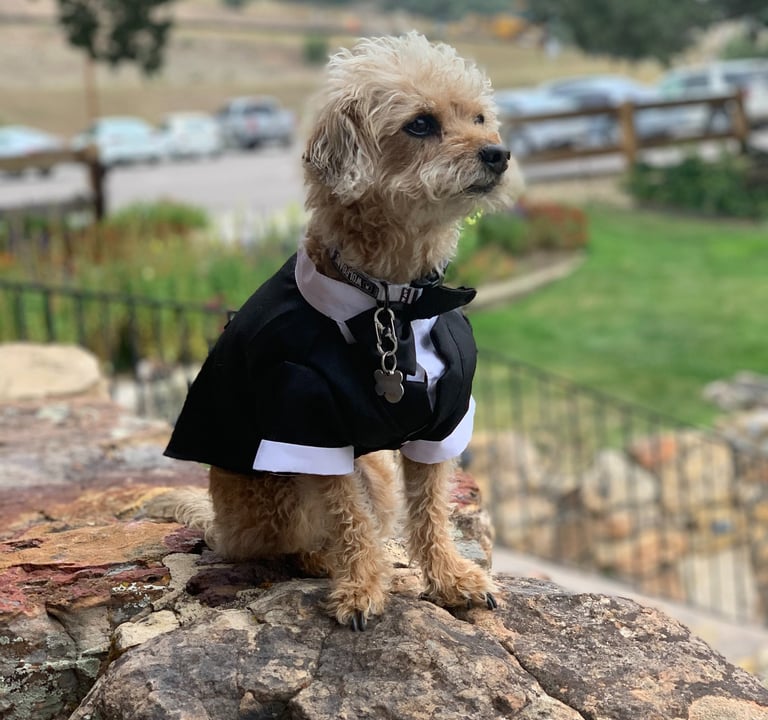 Benji @ Kelly's Wedding