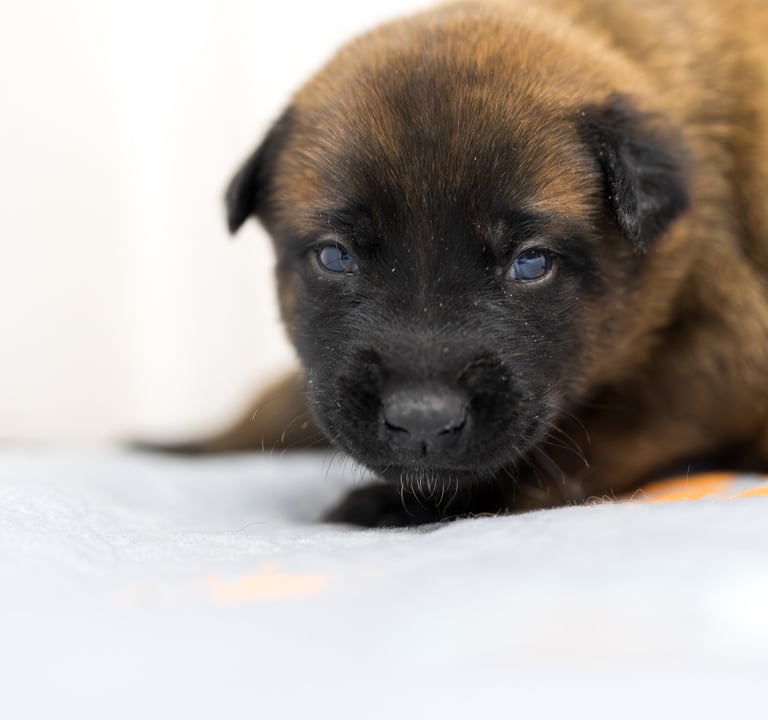 Belgian Malinois puppies for sale in Florida. Five males and three females available. July 11th 2026
