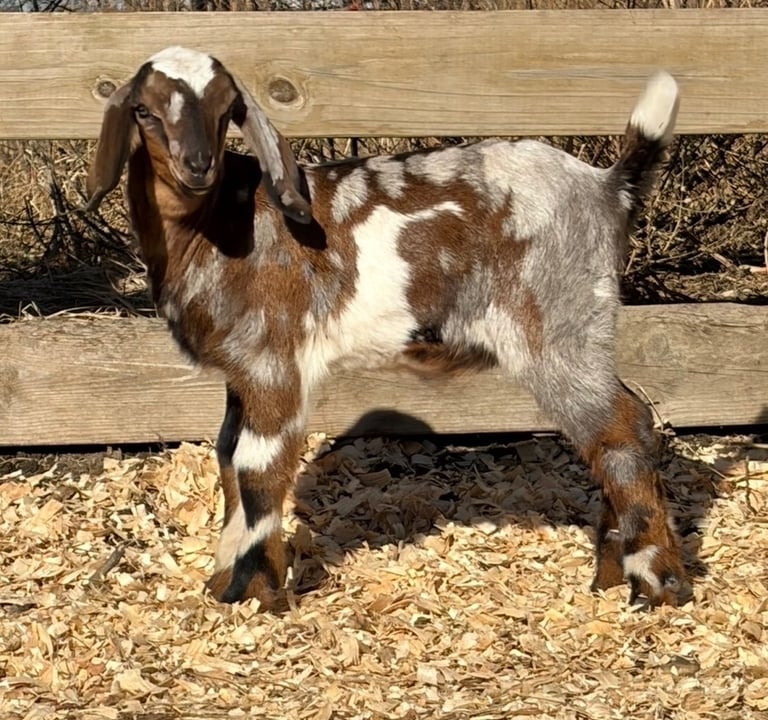 Multicolor goat posing for a picture 