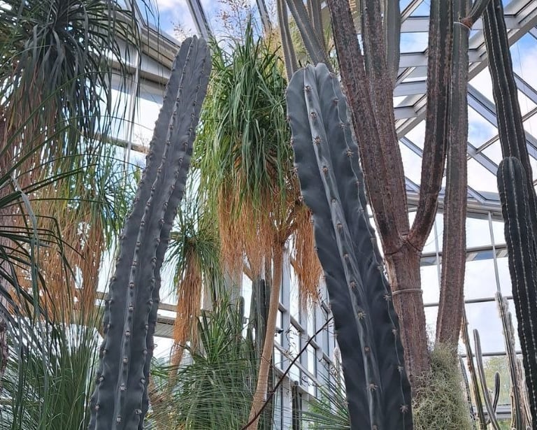 two tall cacti standing between other high cactus plants