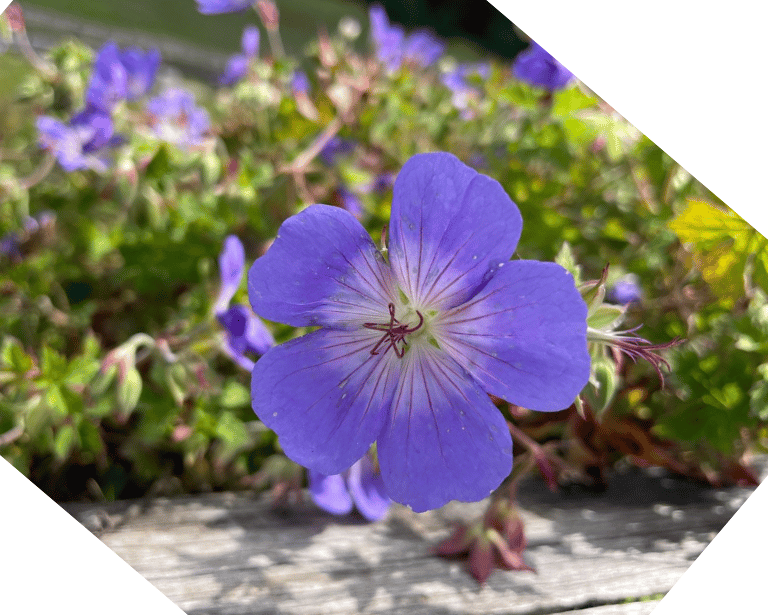 a bushy purple flower named Meadow Cranesbill