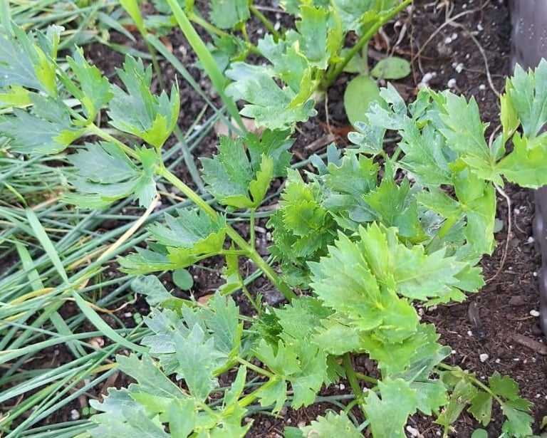 green Parsley herbs that are ready to harvest