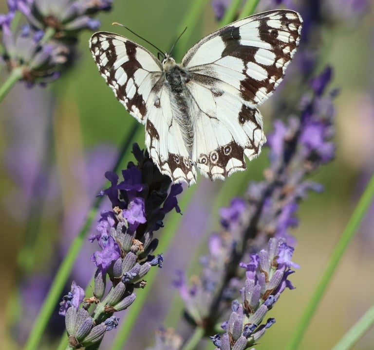 Marbled white butterfly