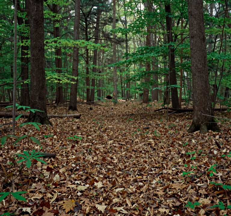 Panoramic view of a dense North American / US forest floor covered in fallen leaves and new growth, tranquil setting, medium green and muted brown color scheme, high-quality landscape style.