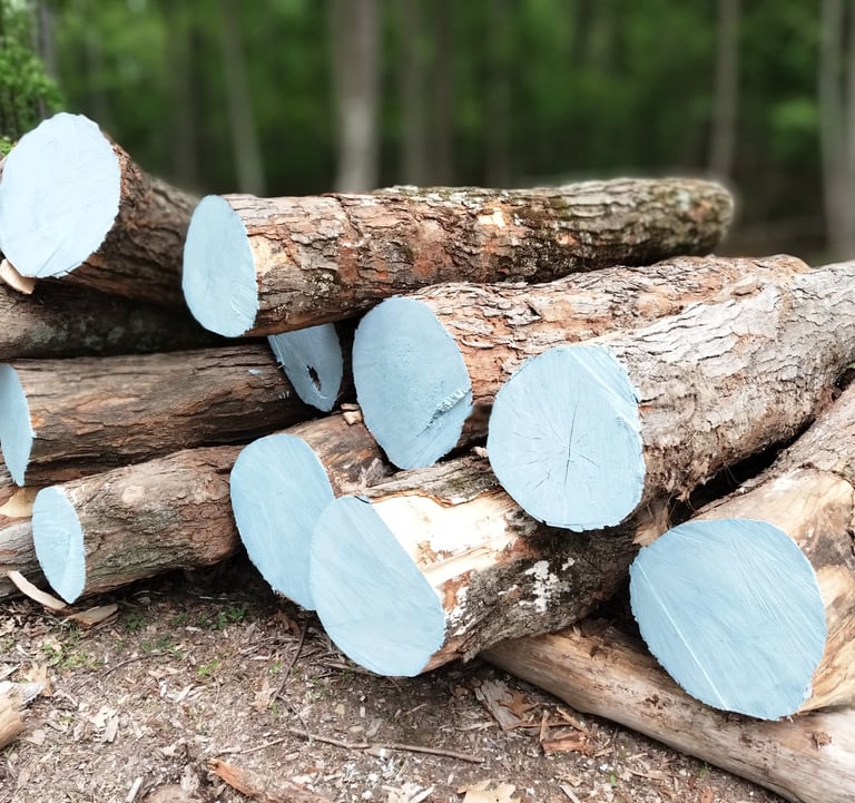 Hard Maple logs