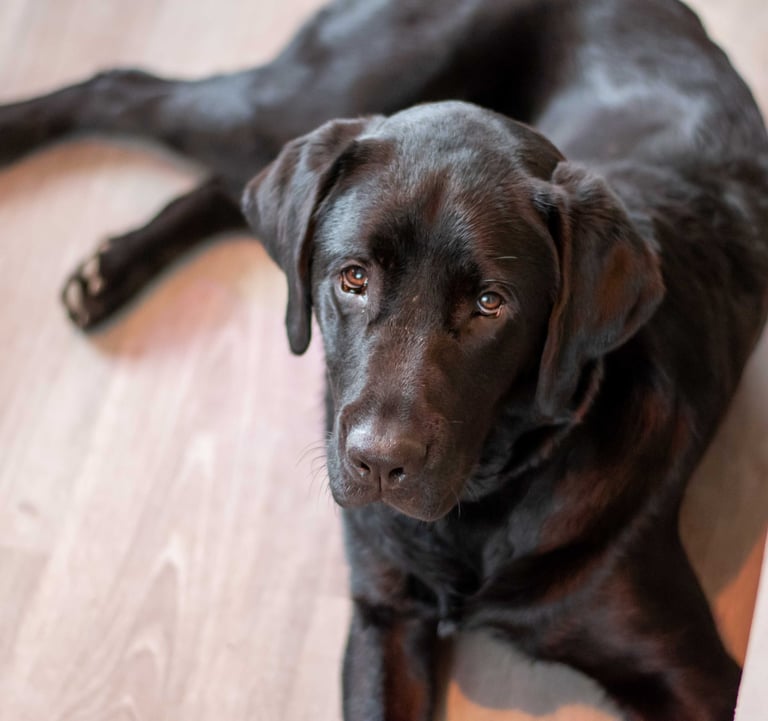 a dog is laying on the floor in a room