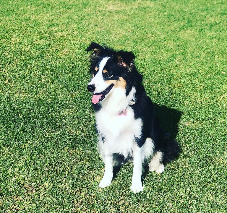 tri black border collie puppies 