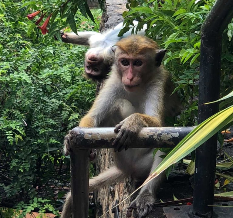 małpy siedzą na drzewie, Sri Lanka