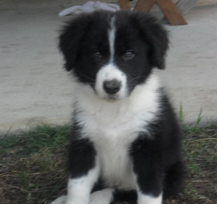black and white border collie puppy 