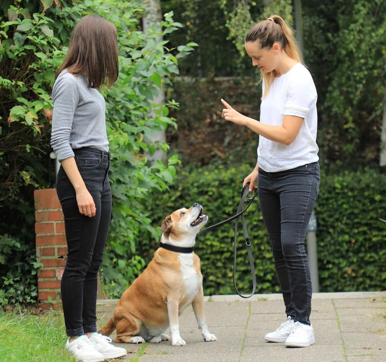 Hundetrainerin begleitet Mensch-Hund-Team beim Alltagstraining