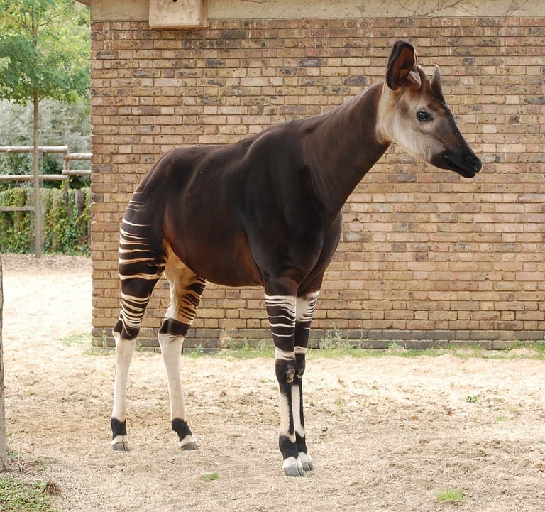 Okapi zebra-striped legs showing black and white horizontal stripes