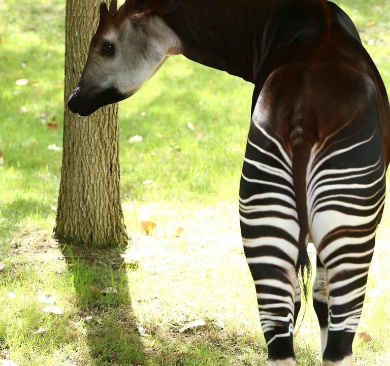 Okapi standing showing contrast between brown body and zebra-striped legs