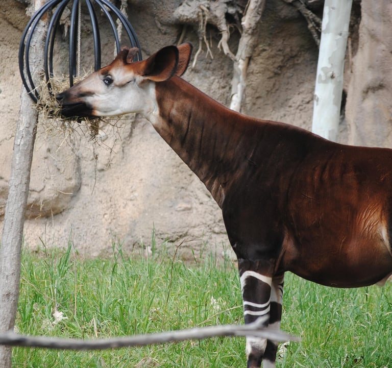 Okapi eating leaves in zoo habitat displaying long prehensile tongue and feeding behavior