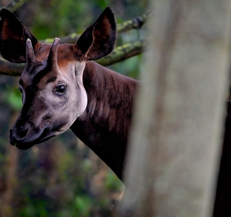 Okapi ossicones on male head showing giraffe-like horn structures covered in velvet