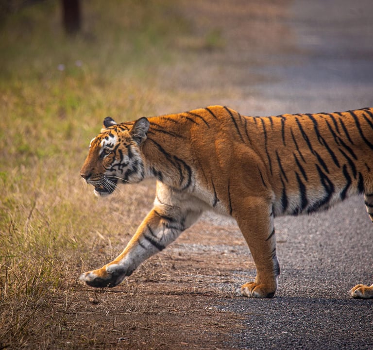 A Tiger walking at Jim Corbett National Park, Ramnagar Uttarakhand.