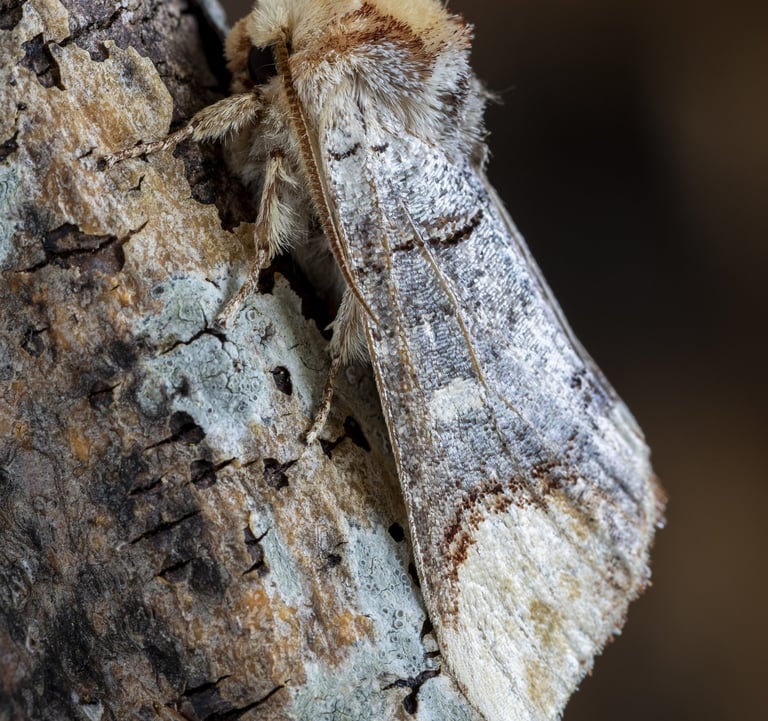 a mothee mothee moth moth moth moth moth moth moth moth moth moth moth