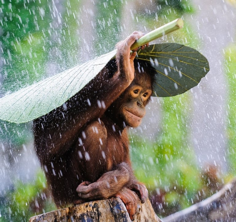 Wildlife Bali