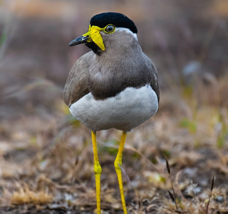 birds